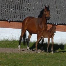 Dansk Varmblod Sandor