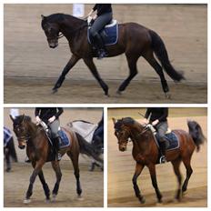 Dansk Varmblod Sandor