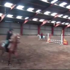 Welsh Pony (sec B) DORYELLA †Sov Sødt†