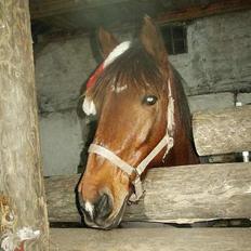 Anden særlig race Sonny