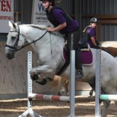 Irsk Sportshest Canasta