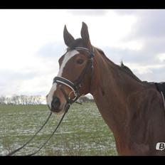 Dansk Varmblod Candi-Light Elmbo