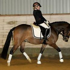 New Forest Stemar´s Blue Eye