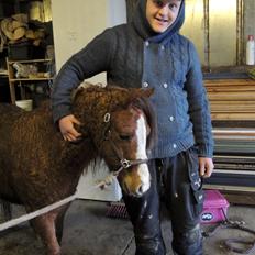 Welsh Pony (sec B) Stenhedegårds Joker