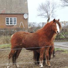 Welsh Pony (sec B) Stenhedegårds Joker