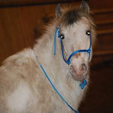 Anden særlig race Bella