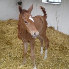 Dansk Varmblod Stihøjens Donnabell.
