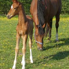 Dansk Varmblod Stihøjens Donnabell.