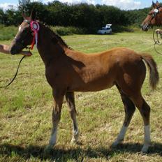 Dansk Varmblod Stihøjens Donnabell.