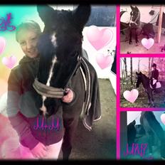 Welsh Mountain (sec A) Naturel Mini