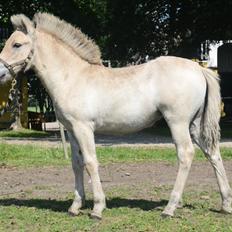 Fjordhest Athena