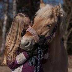 Fjordhest Primula (Prima)