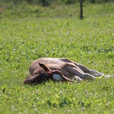 Welsh Cob (sec D) Abergavenny dylan