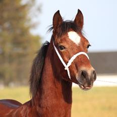 Welsh Cob (sec D) Abergavenny dylan