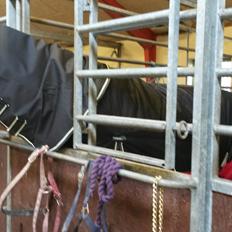 Oldenborg Cille Søndervang