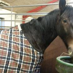 Oldenborg Cille Søndervang