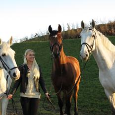 Tysk Oldenburger Landini