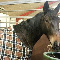 Oldenborg Cille Søndervang