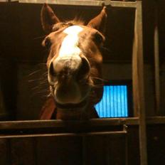 Anden særlig race Lions