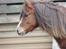 Welsh Pony (sec B) Stenhedegårds Joker