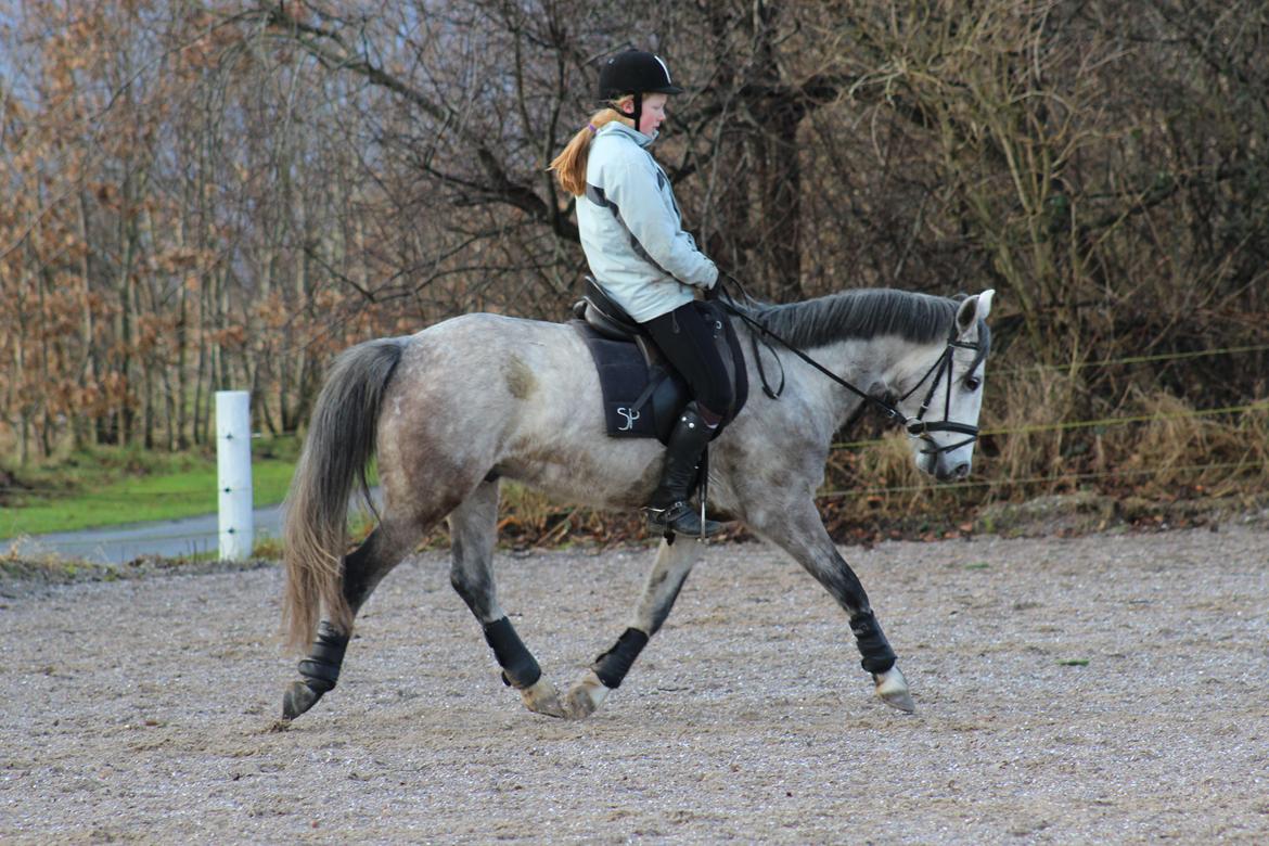 Anden særlig race WHAT A SURPRICE | SP <3 - Min lille dressurstjerne :-') Januar 2014  foto. Laura Nikolajsen billede 9