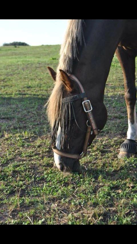 Anden særlig race Krogsgaards Glory billede 1