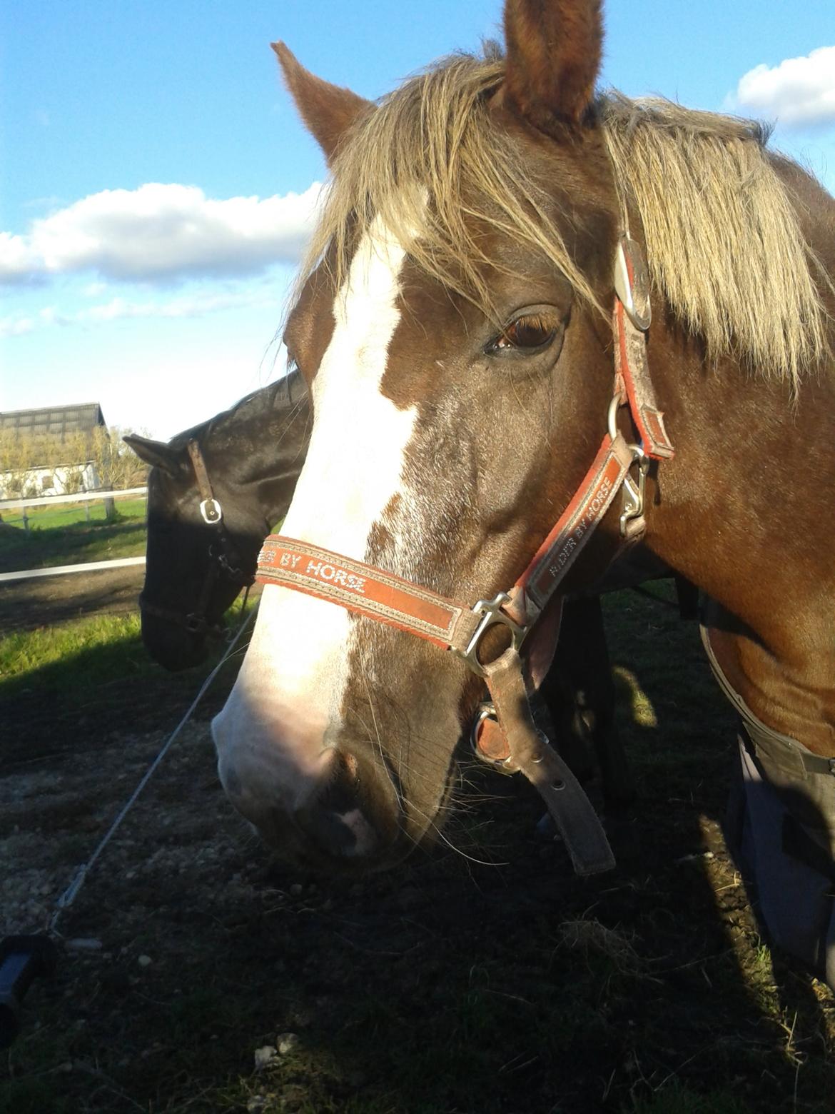 Anden særlig race Krogsgaards Glory billede 19