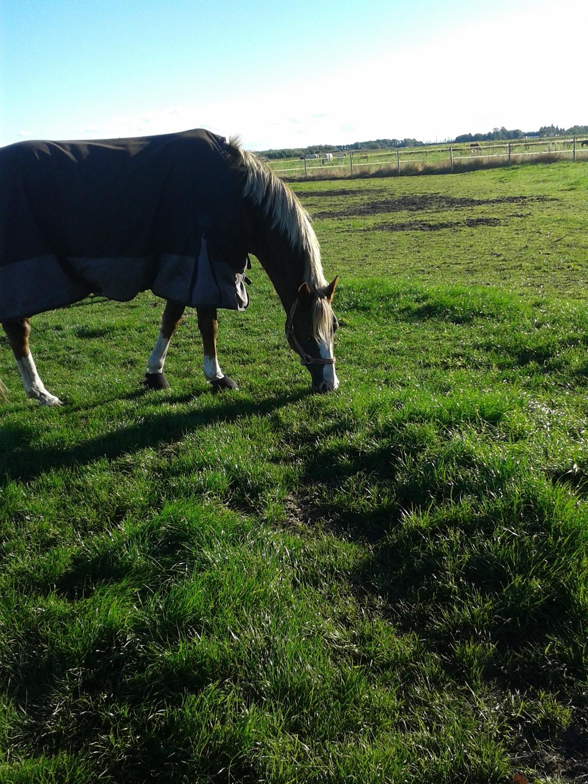 Anden særlig race Krogsgaards Glory billede 20