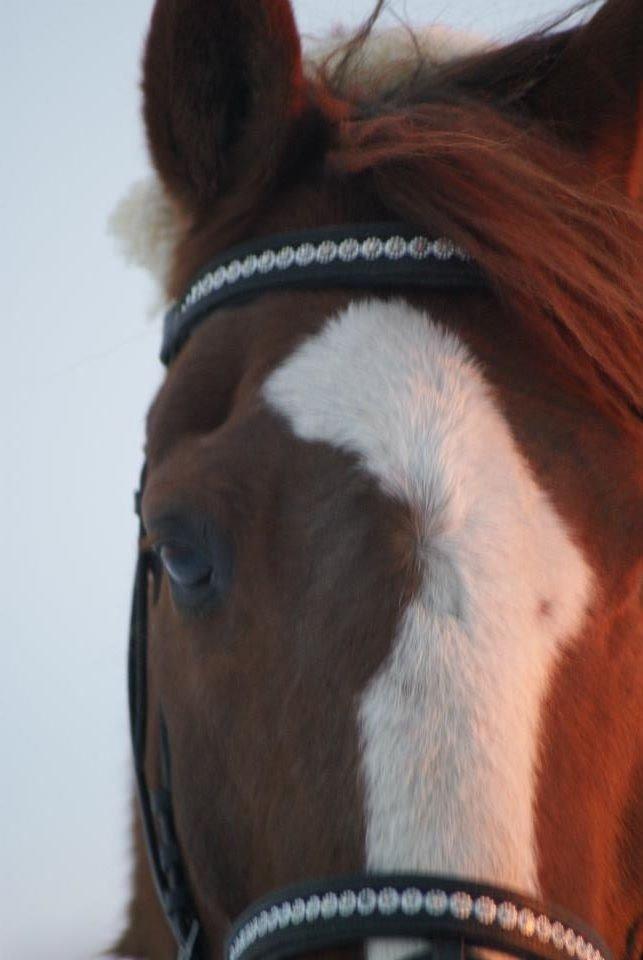 Anden særlig race Pollo billede 13