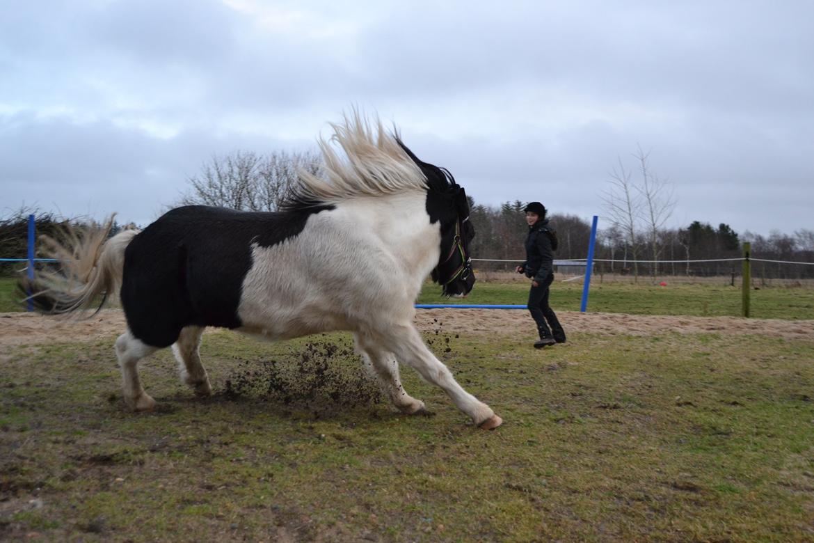 Islænder Glanni( Glans ) - Shiiit! :) billede 14