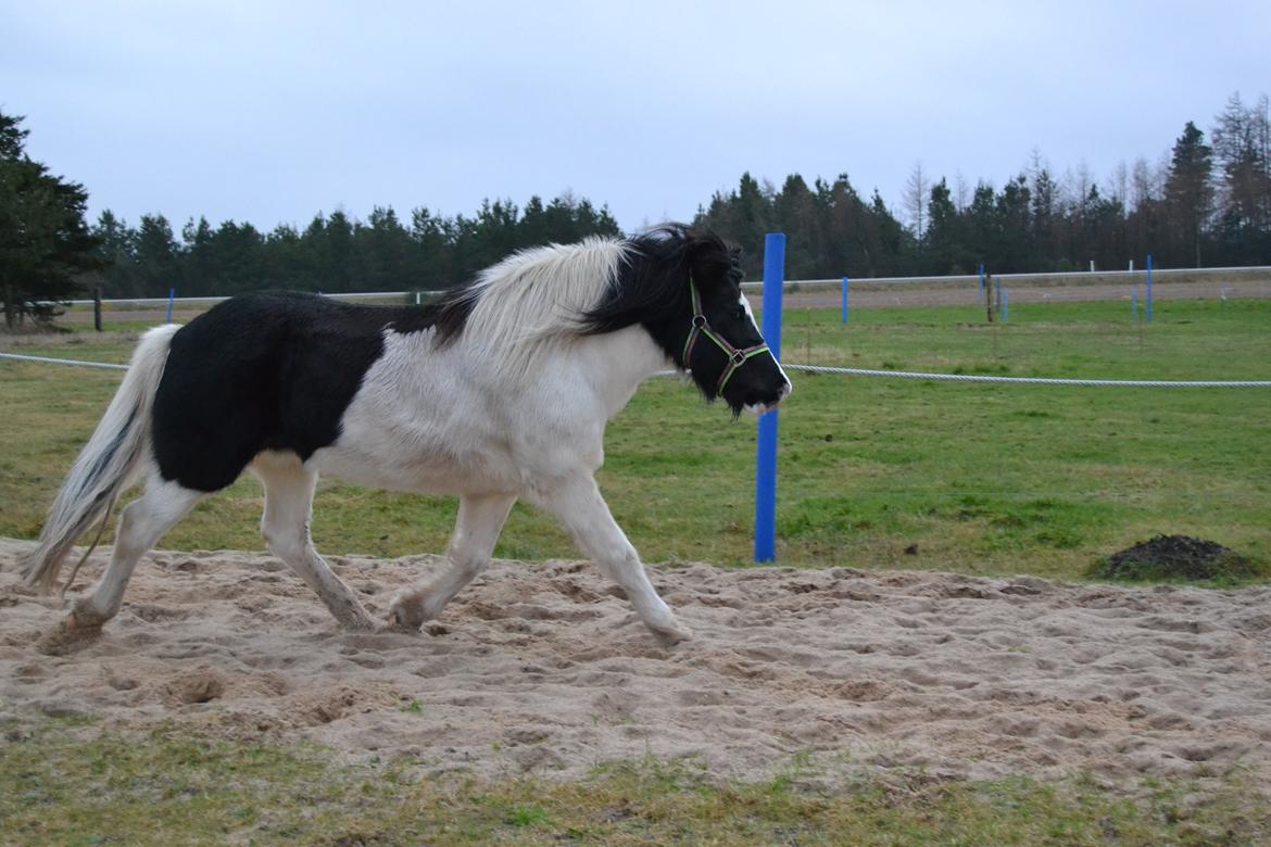 Islænder Glanni( Glans ) - Flooot trav! :) billede 17