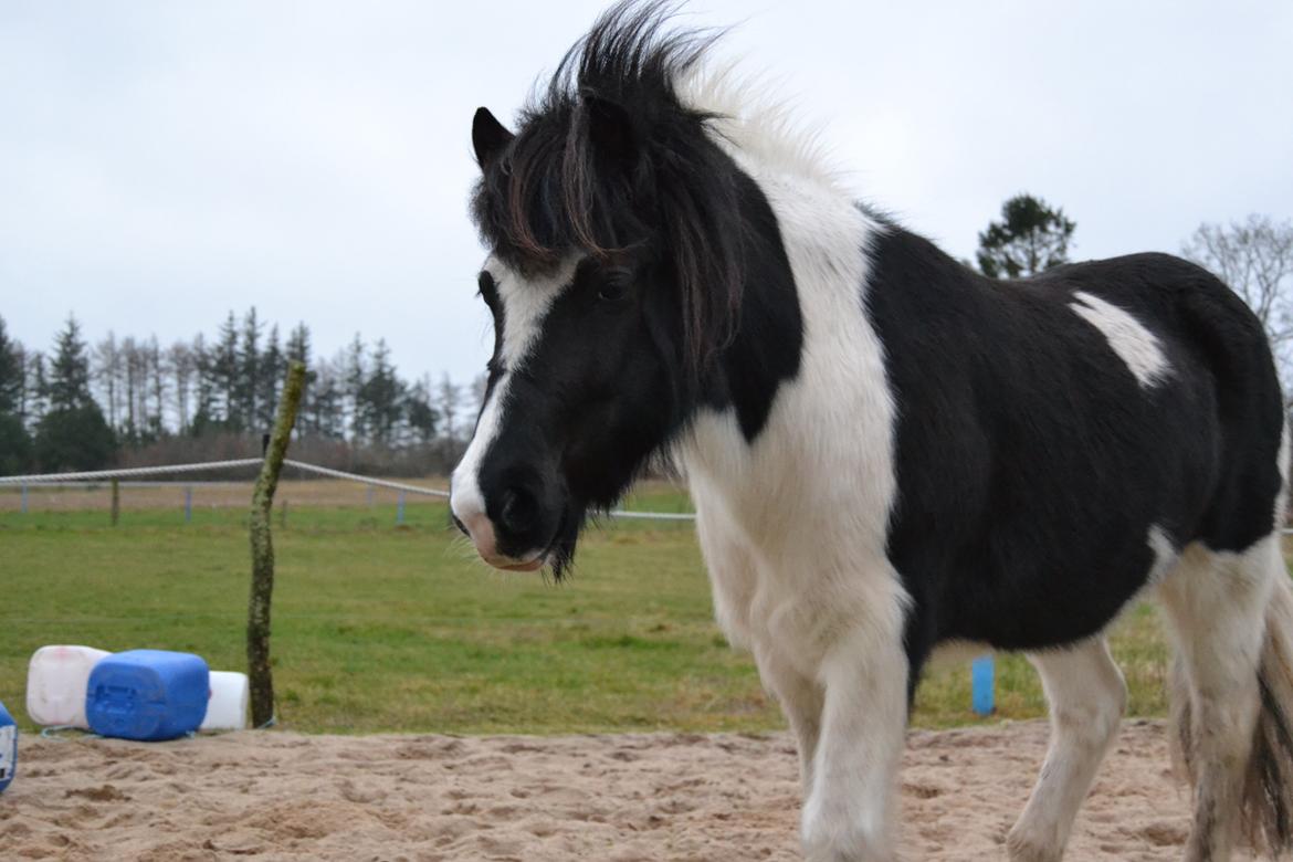 Islænder Glanni( Glans ) - Har du godbidder? :P billede 18
