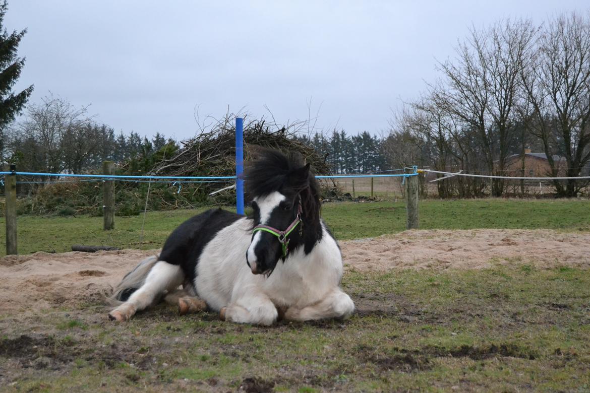 Islænder Glanni( Glans ) - Liger lige og slapper af :) billede 19