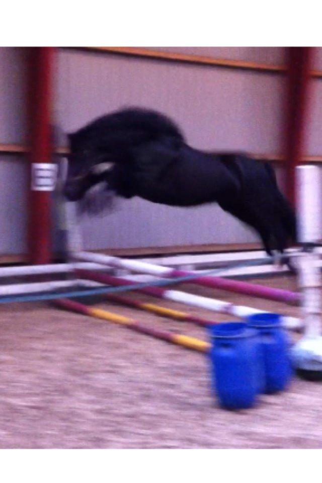 Welsh Cob (sec D) Valhallas Allegro - Tja, billedkvaliteten er ikke for god... billede 8