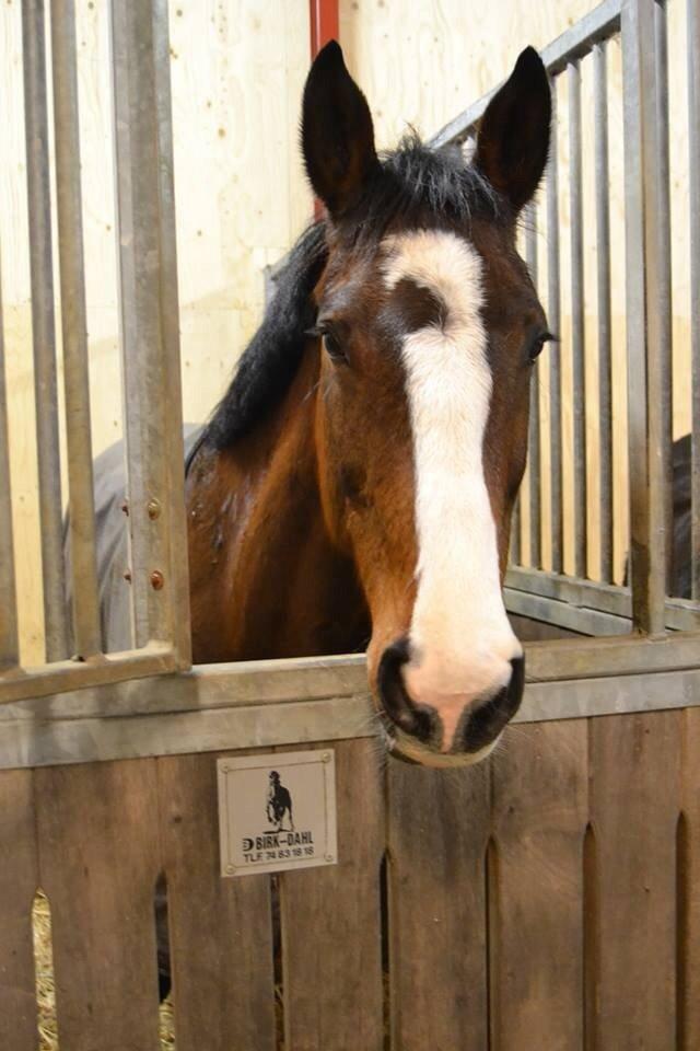 Hollandsk Varmblod Zorbella billede 17