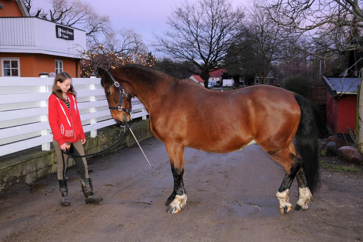Anden særlig race Don Joka billede 3