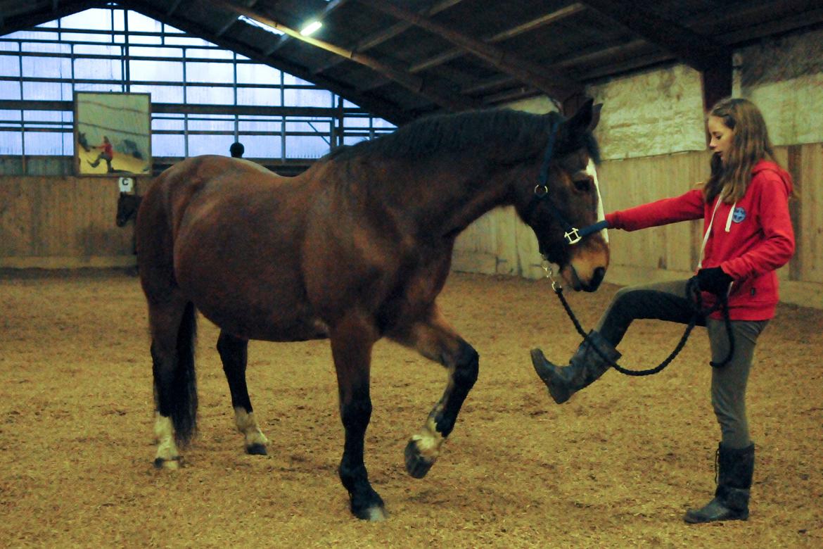 Anden særlig race Don Joka billede 6