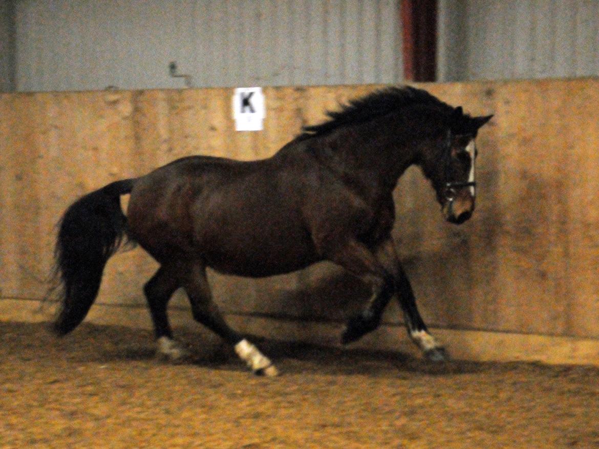 Anden særlig race Don Joka billede 9