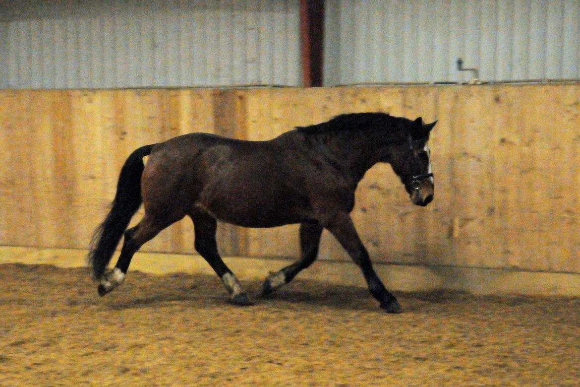 Anden særlig race Don Joka billede 10