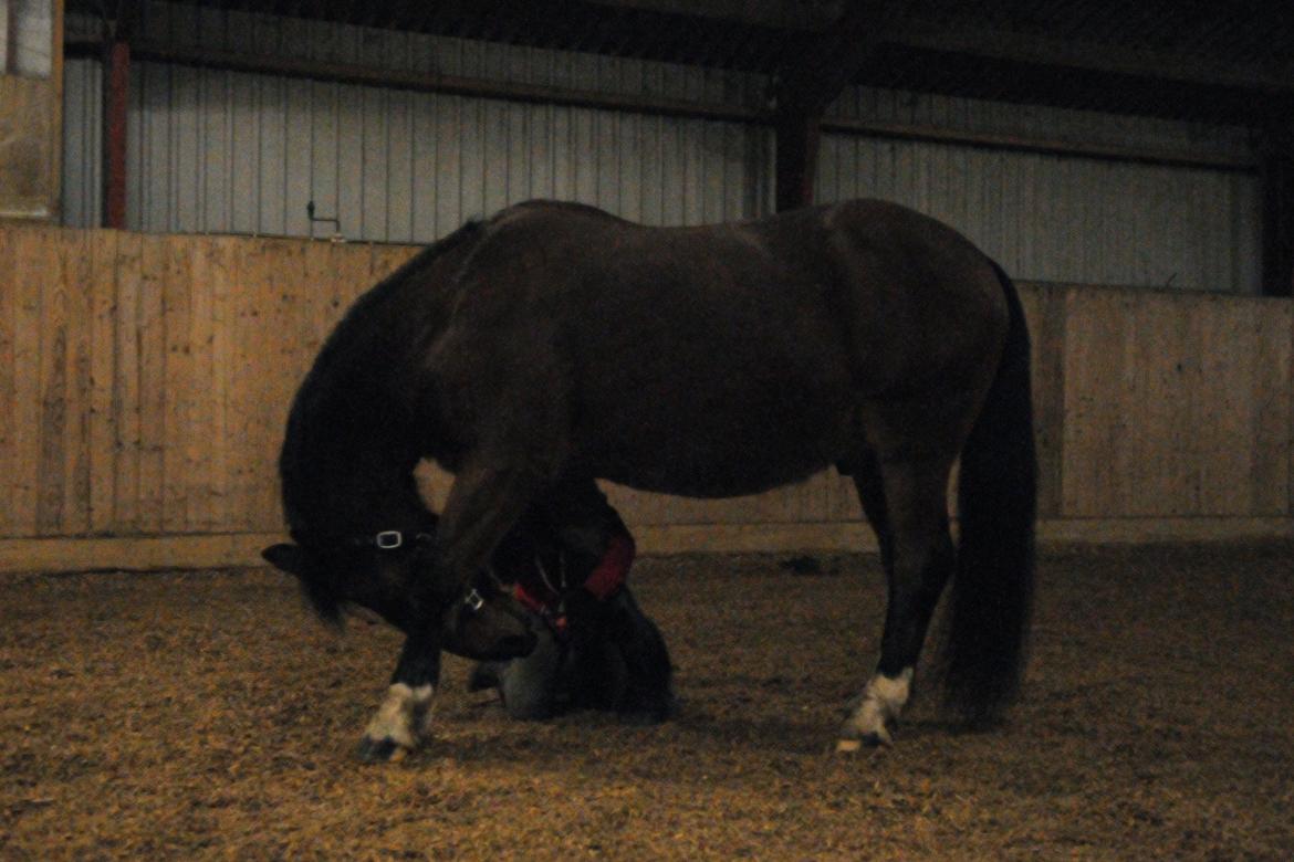 Anden særlig race Don Joka - vellkommen til min profil billede 1