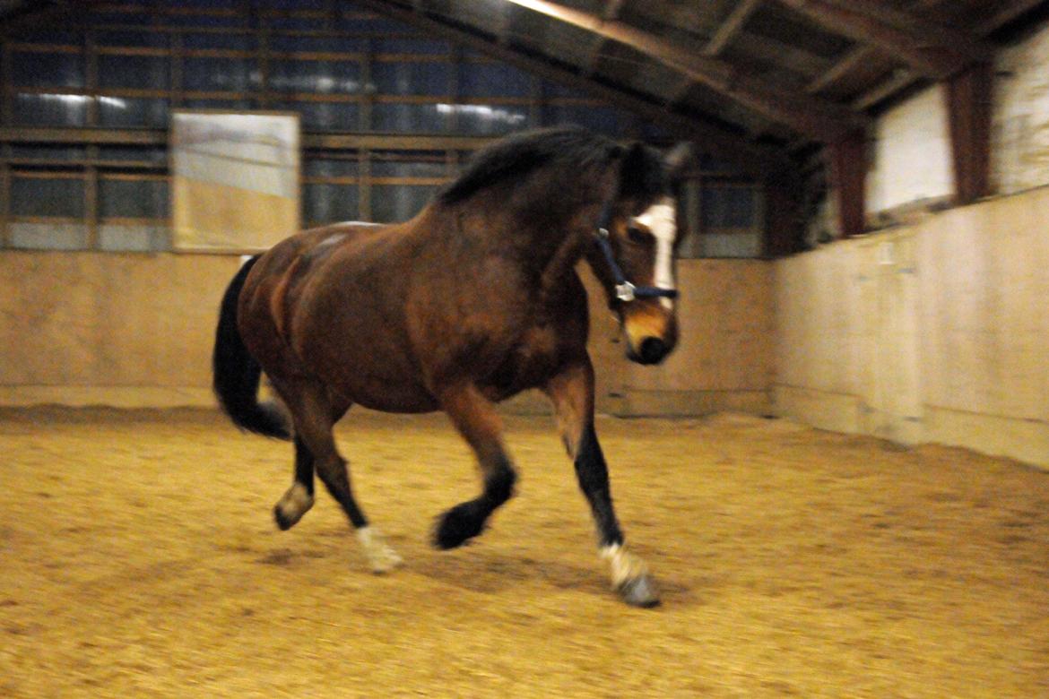 Anden særlig race Don Joka billede 12