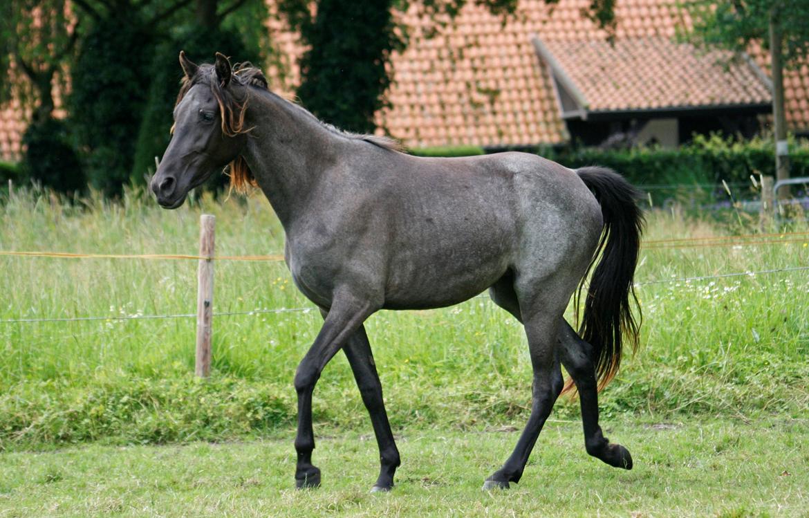 Tennessee Walker Sparkling Blue Nell - Nelly  2 år og 2 mdr. d. 29/6 2012. billede 19
