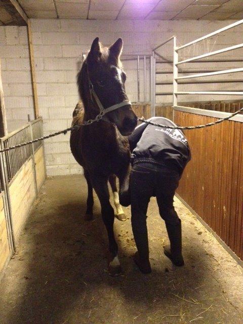 Anden særlig race Albæks Dusty billede 16