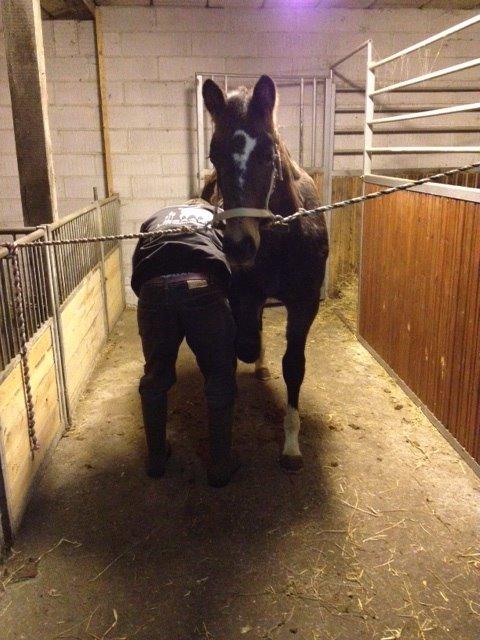 Anden særlig race Albæks Dusty billede 14