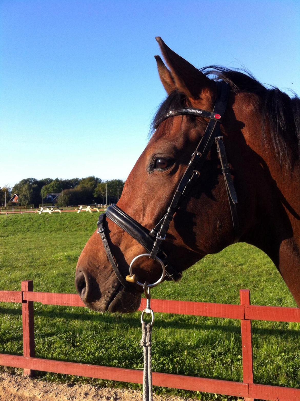 Dansk Varmblod Sandor - Første longetur - i dejlig efterårsvejr.  billede 4