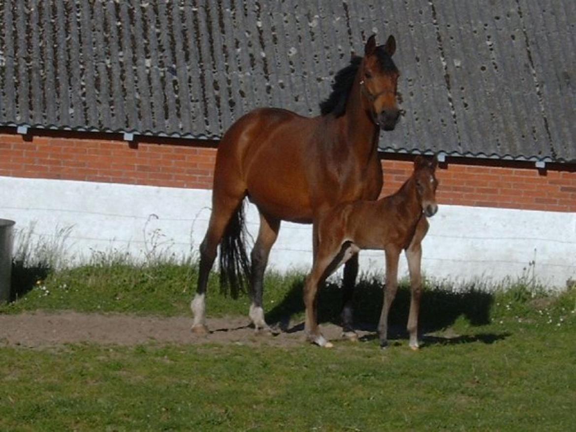 Dansk Varmblod Sandor - Sammen med Mor - Comma.  billede 2