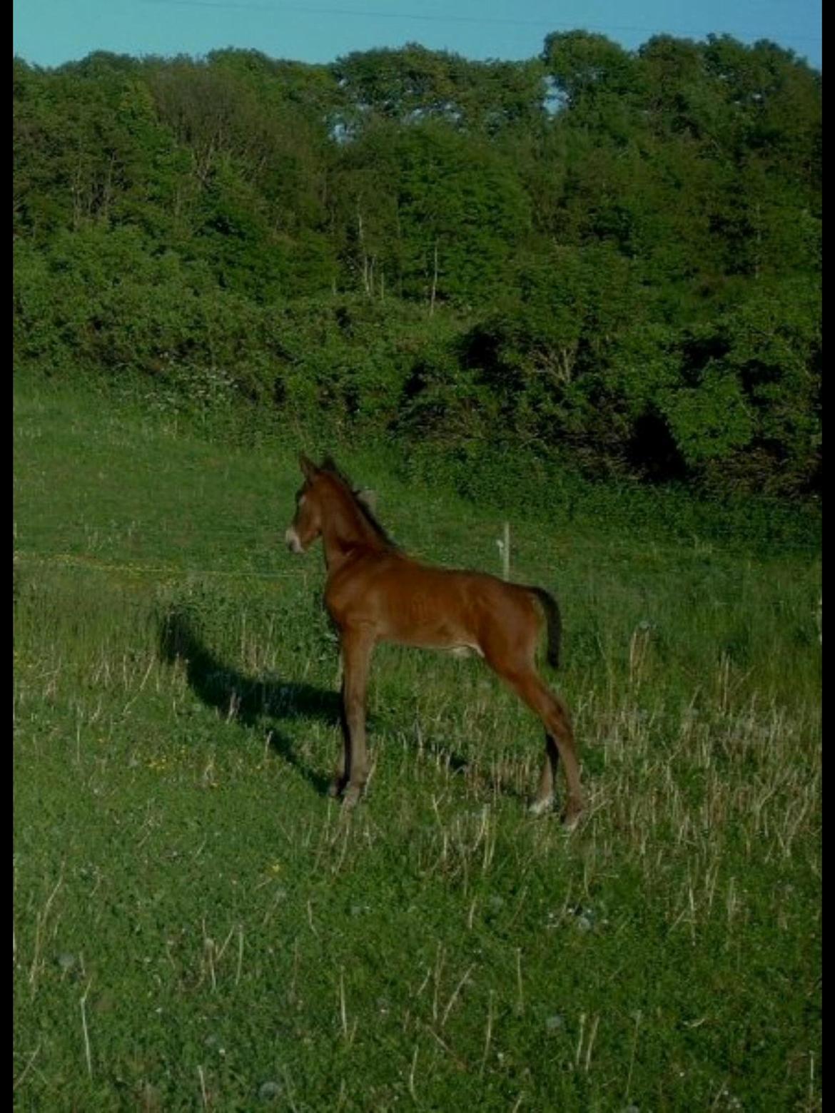 Dansk Varmblod Sandor - Udforsker verden alene.  billede 3