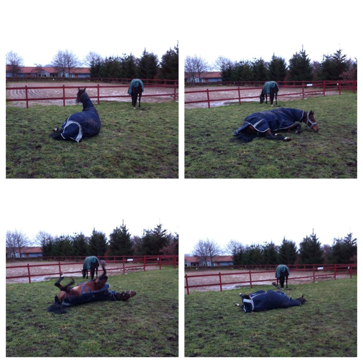 Dansk Varmblod Sandor - Nyt dækken = det skal mudres til :)  billede 7