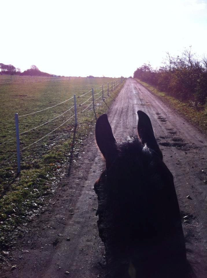 Dansk Varmblod Sandor - Dejlig skridt tur op af markvejen.  billede 6