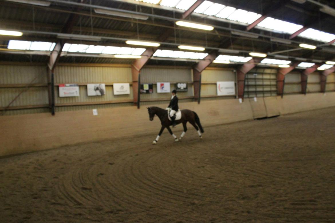 Dansk Varmblod Sandor - Første stævne - LD1 65% - desværre en træt hest da vi kom på banen.  billede 9